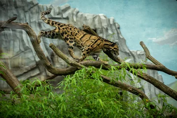 Gordijnen Clouded leopard is walking towards from the shadows to the light. big cat male from a darkness. zoo in czech republic. neofelis nebulosa. very rare creature © photocech