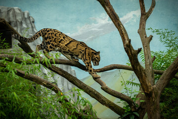 Clouded leopard is walking towards from the shadows to the light. big cat male from a darkness. zoo...