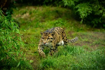 Fototapeten Clouded leopard is walking towards from the shadows to the light. big cat male from a darkness. zoo in czech republic. neofelis nebulosa. very rare creature © photocech