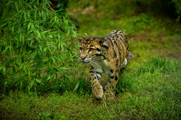 Clouded leopard is walking towards from the shadows to the light. big cat male from a darkness. zoo in czech republic. neofelis nebulosa. very rare creature