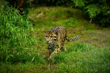 Fototapeten Clouded leopard is walking towards from the shadows to the light. big cat male from a darkness. zoo in czech republic. neofelis nebulosa. very rare creature © photocech