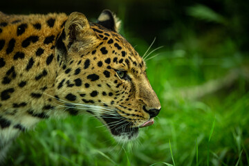 Obraz premium Endangered amur leopard resting on a tree in the nature habitat. Wild animals in captivity. Beautiful feline and carnivore. Panthera pardus orientalis.