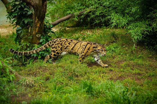 Clouded leopard is walking towards from the shadows to the light. big cat male from a darkness. zoo in czech republic. neofelis nebulosa. very rare creature