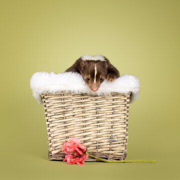 Brown skunk, sitting in basket. Looking over edge to fake flower on ground. Isolated on a soft green background.