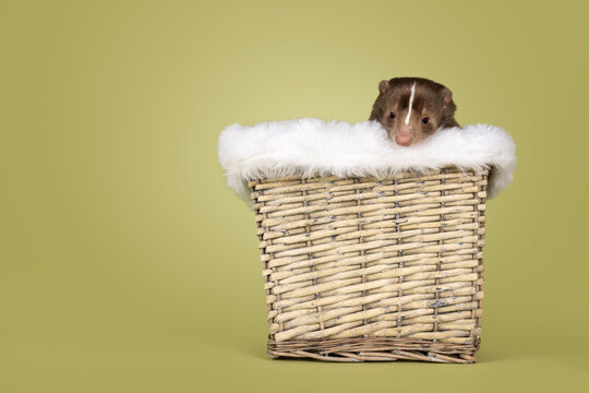 Brown skunk, sitting in basket. Looking over edge towards camera. Isolated on a soft green background.