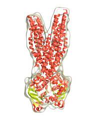 Multidrug transporter molecule, 3D illustration