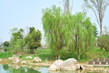 Willow tree by the pond in the park
