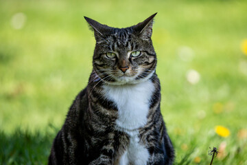 Naklejka na ściany i meble A tabby cat sitting in a garden looking at the camera