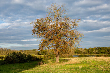 A tree in the Sussex countryside with autumn leaf colour