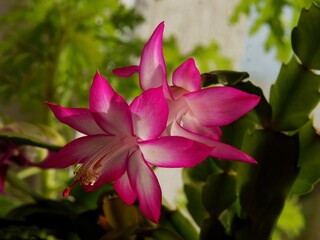 purple flowers of schlumbergera potted plant close up