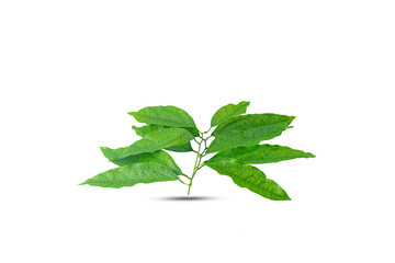 fresh  tiliacora triandra on white background,isolated