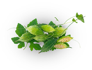 fresh bitter gourd on white background,isolated(top view)