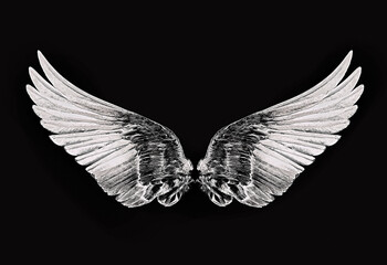 Fototapeta na wymiar bird wings on a black background