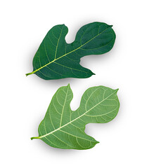 jackfruit leaves on a white background,isolated