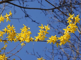 forsythia bush with yellow flowers at spring