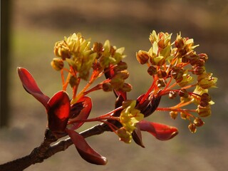 Maple tree - Acer platanoides tree in blossom at  spring
