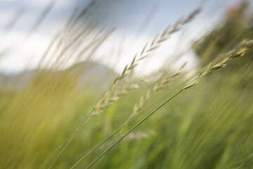 Green ears of agriculture on the background of the mountain. Small depth of field. 