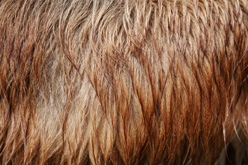 Fragment and texture. Wet hair of a red dog.