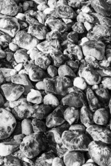Algenbewachsene Steine an einem Strand. Schwarz weiß Ansicht