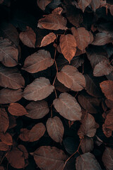 brown plant leaves in the nature in autumn season, autumn colors