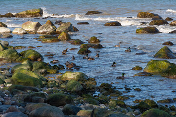 Algenbewachsene Steine an einem Strand