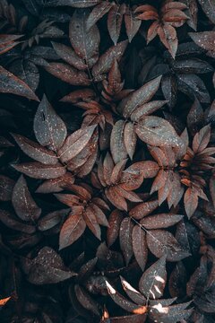 brown plant leaves in the nature in autumn season, autumn colors