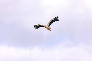 Close up of a stork flapping its wings on a cloudy day