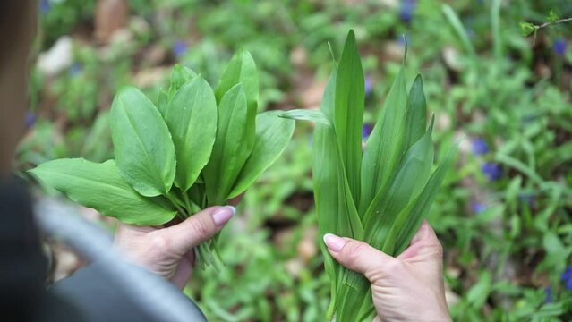 Woman harvesting wild garlic in forest at springtime. Confusion between autumn crocus and wild garlic and the risk of serious poisoning associated with autumn crocus.