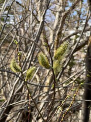 長野県上高地のエゾヤナギ