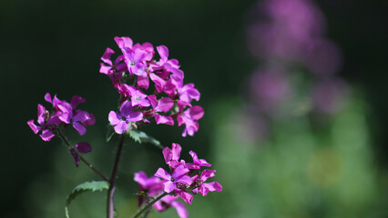purple flowers in the garden