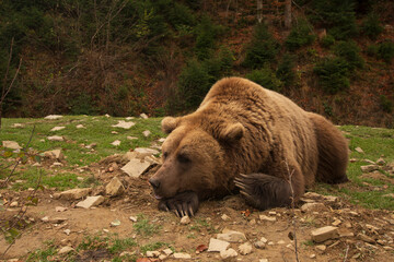 Obraz na płótnie Canvas Wild Bear Lies On His Paw