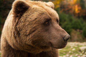 Obraz na płótnie Canvas Wild Bear Close-up Portrait
