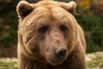 Obraz na płótnie Canvas Sad Wild Bear Portrait