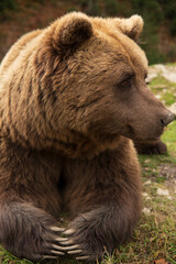 Brown Bear Lying Portrait