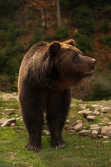Single Brown Bear Stands In A Forest