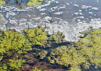 Algae blooming in the pond