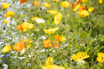 たくさん咲いている春の花
