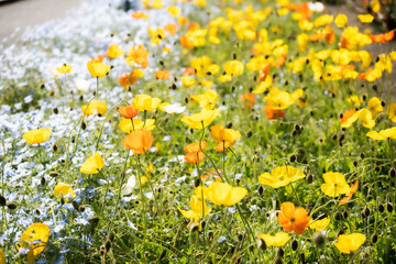 たくさん咲いている春の花