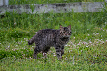 山から降りてきた野良猫