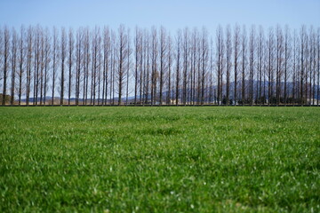 Obraz premium 石川県河北潟にあるメタセコイア並木