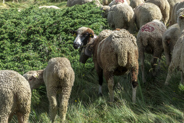 Troupeau de moutons dans les sous-bois d' Aiguilles , Massif du Queyras , Hautes-Alpes , France