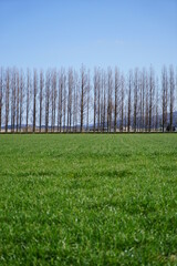 Obraz premium 石川県河北潟にあるメタセコイア並木、縦構図