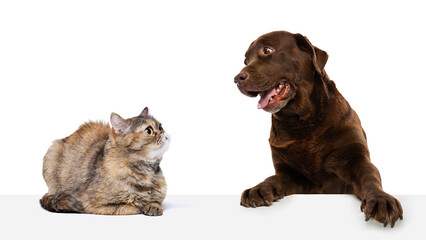 Portrait of beautiful cat and purebred dog isolated on white background. Animal life, friendship, interplay concept. Collage