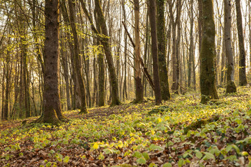 Minwear Woods woodland walk in Pembrokeshire, Wales