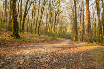 Fototapeta premium Minwear Woods woodland walk in Pembrokeshire, Wales