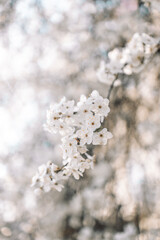 Closeup of a white apple blossom blooming in spring in a garden against a blue sky.
