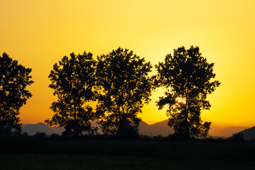Silhouette of linden trees on bright yellow sky with setting sun and mountains in background