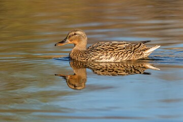 A brown female mallard duck swimming in a lake on a spring sunny day. Reflection of the bird and blue sky in the water.