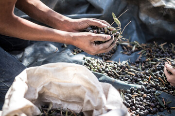 Recogiendo aceitunas