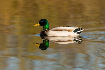 A male mallard duck, a drake, with green head and yellow beak swimming in a lake on a spring sunny day. Reflection of the bird and blue sky in the water.